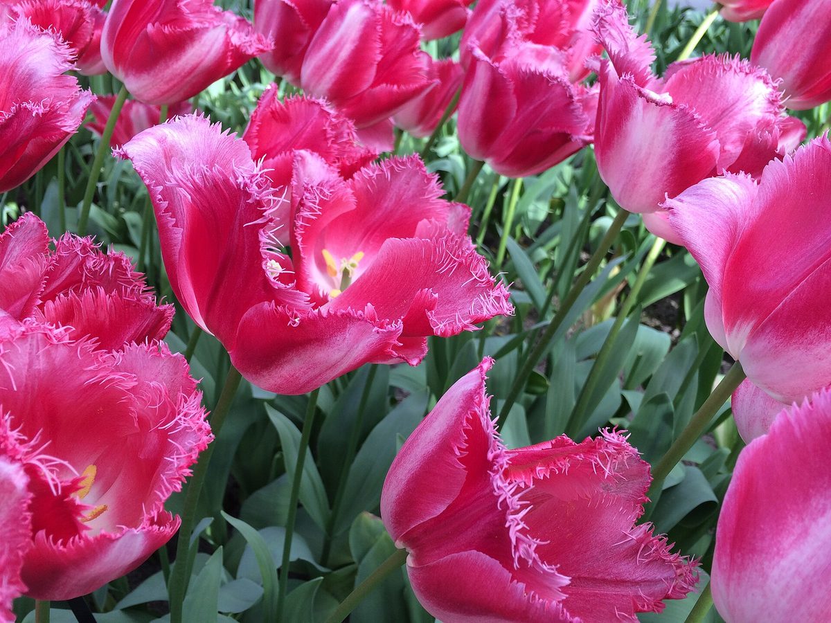 Rows of red and yellow tulips in bloom at Keukenhof, the Netherlands