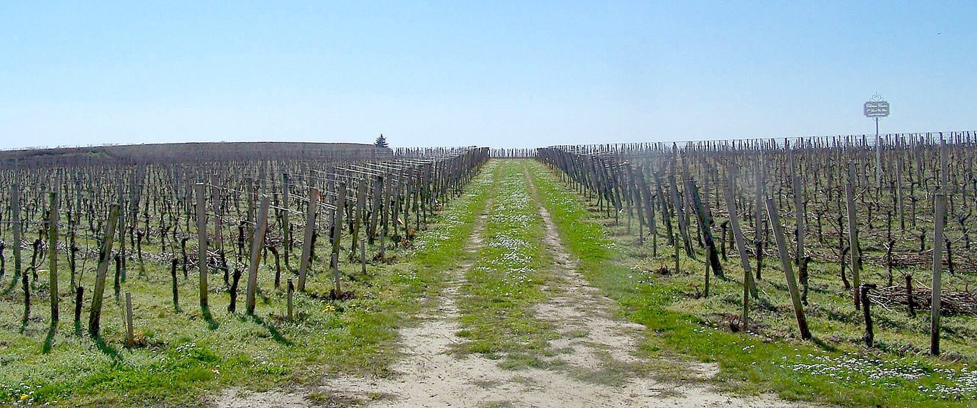 Bare winter vine rows at Chateau Canon in the Saint-Emilion appellation