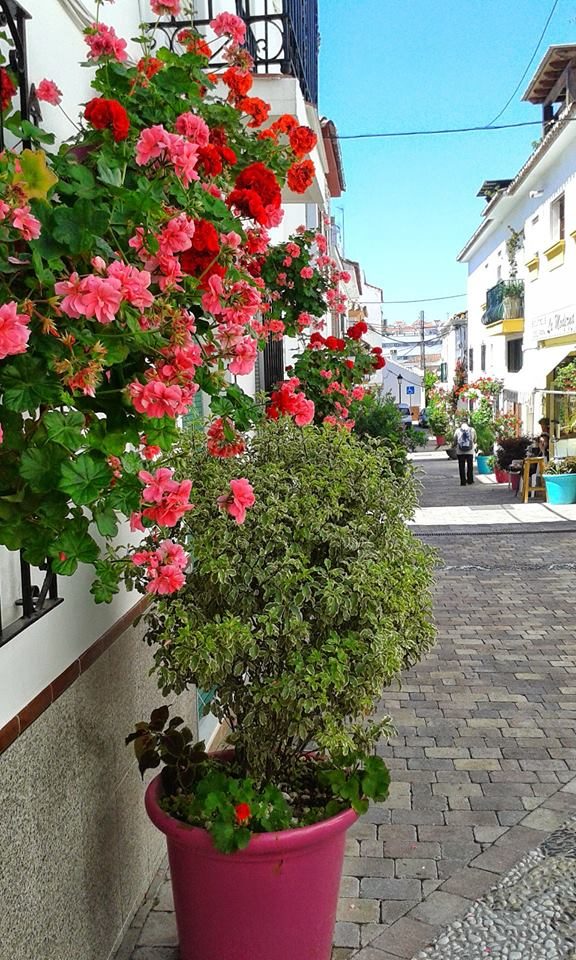 Pink and red geraniums in pots along a cobbled street in the old town of Estepona
