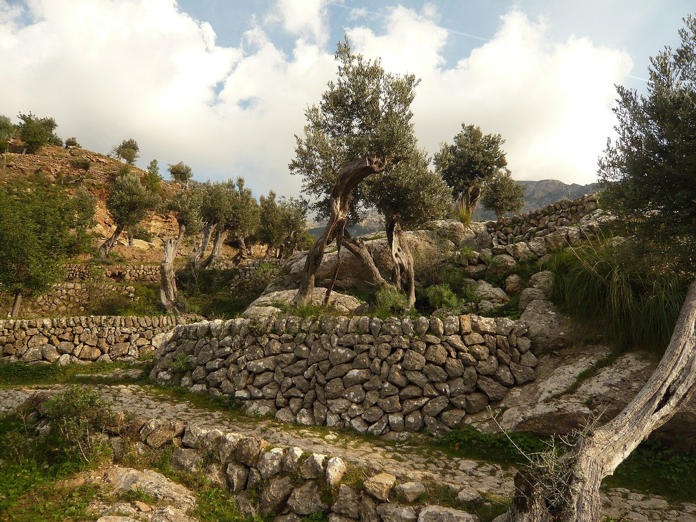 Dry-stone agricultural terraces and olive trees in the Serra de Tramuntana, Mallorca
