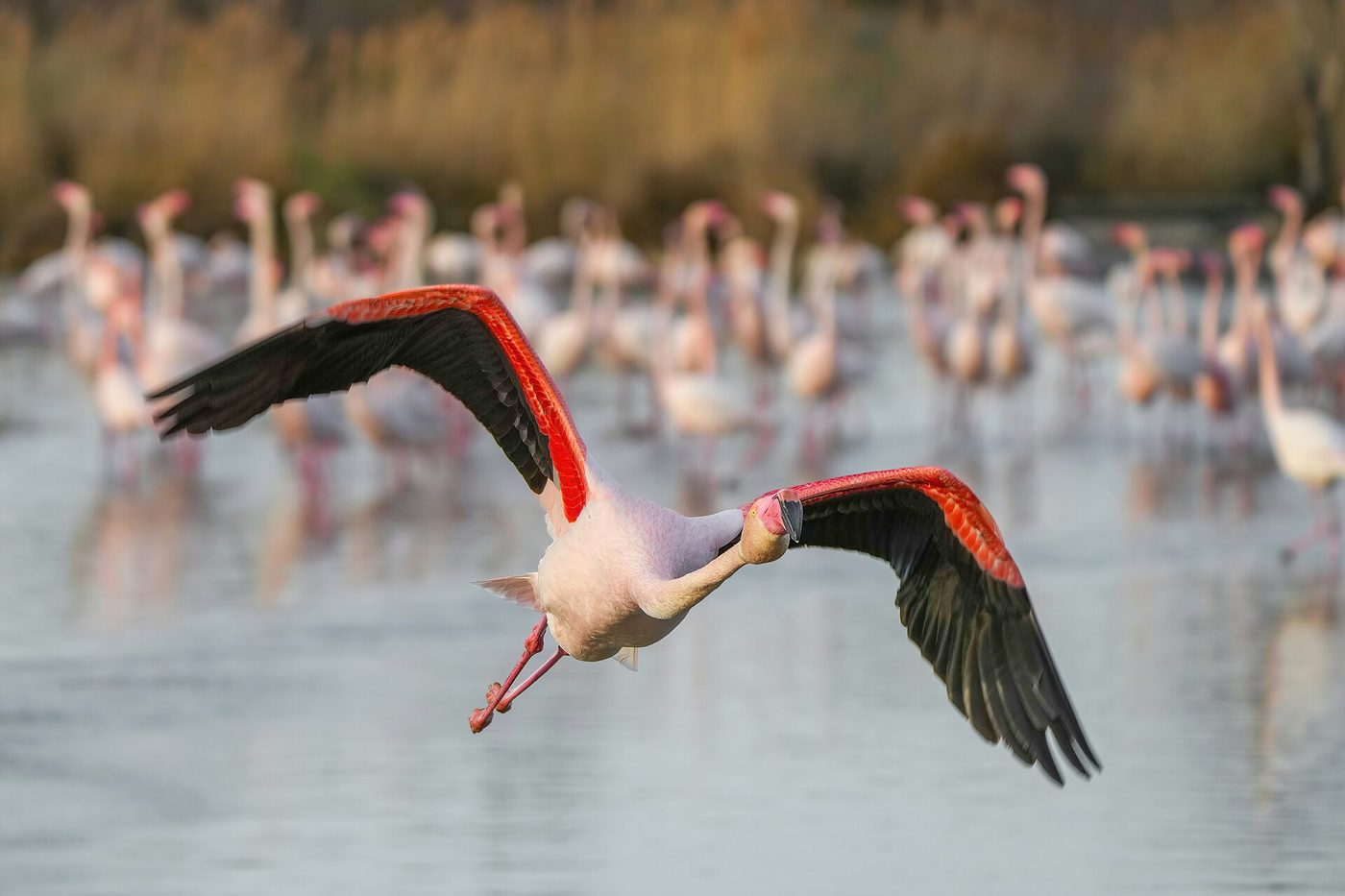 Pink flamingos wading in a shallow lagoon in the Camargue, the Rhone delta south of Arles