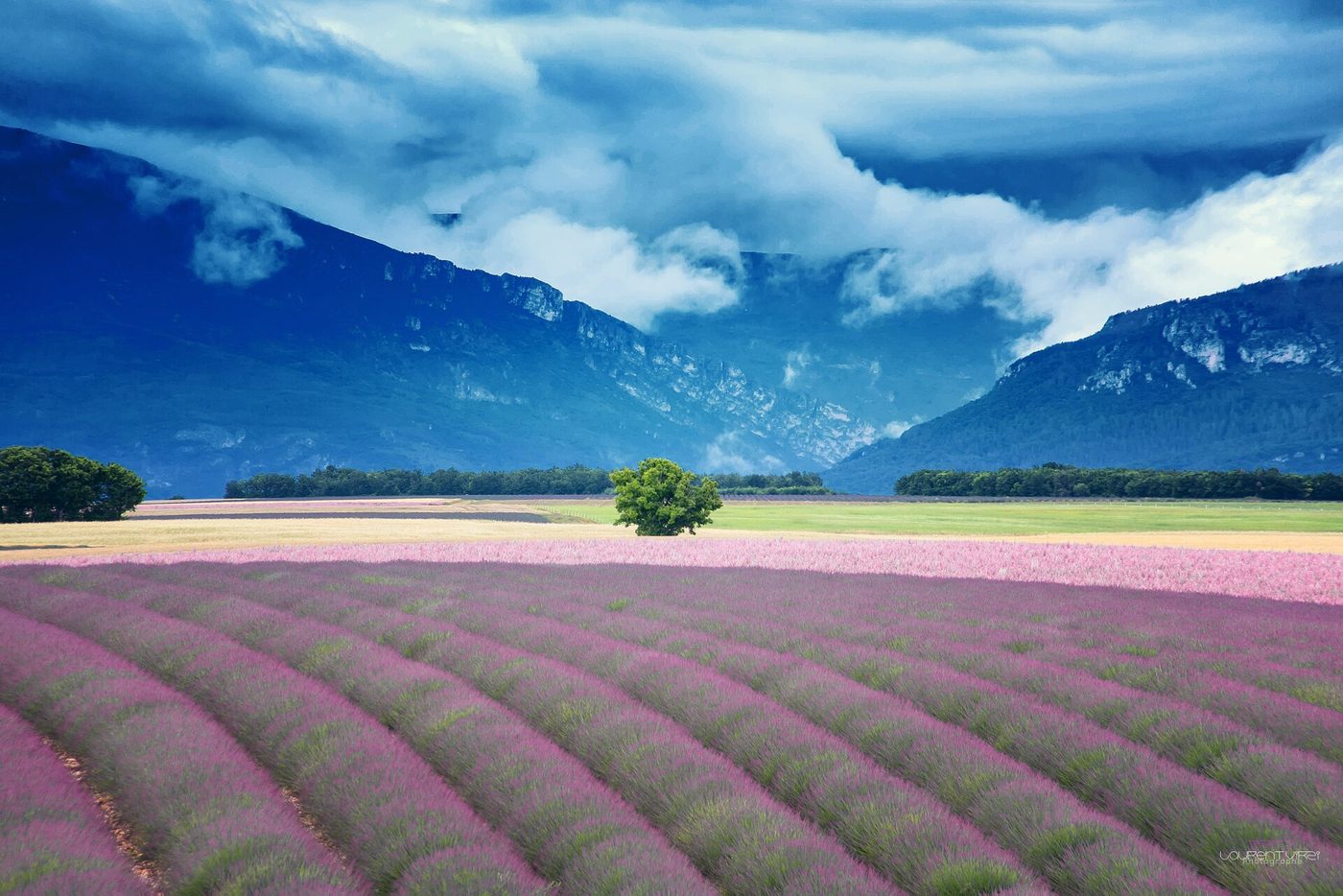 Rows of lavender in flower across the Valensole plateau in Provence